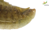 CollectionObject 1849211; 18829aed-037d-4b0e-9af4-ad246edd19df, Unioeste Cascavel K-0053: Male. End of abdomen, lateral view. (CollectionObject).