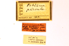 CollectionObject 1590393; 772ef705-351e-4c0d-80d4-bf07aba0d95b: male, labels (paralectotype). (CollectionObject).