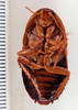 Styphon bakeri Rehn, 1930: Photo by Heidi Hopkins. ventral habitus. (Otu).