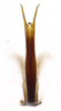 Aedeagus, posterior view on Polana (Culumana) torqua (DeLong & Freytag, 1972): Male specimen [DZRJ]: aedeagus, posterior view. (Observation).