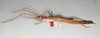 CollectionObject 1563660; 91d93fd3-0e3f-41a9-9bde-3c7116bb5cb9: copyright Oliver Zompro. female (syntype). (CollectionObject).