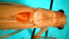 CollectionObject 1502476; 7c344548-1a7e-4e26-bc00-4e61cede82a1: male, head and pronotum, dorsal view. (CollectionObject).