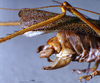 CollectionObject 1516184; 8ffa8fb3-8329-41b0-83b3-809e55d19dcd: male cerci (holotype). (CollectionObject).