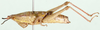 Parasphena elgonensis Sjöstedt, 1933: female, lateral view. (Otu).
