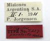 CollectionObject 1523018; 22dea4c9-1308-4f33-a689-c30926d2b058, ANSPtype no. 5217: labels (holotype). (CollectionObject).