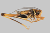 CollectionObject 1499310; 938960b3-b477-4fe9-8435-7f324cc183e6: Male, right lateral view (holotype). (CollectionObject).;Barraza crybeloplatus (Rentz & Gurney, 1985): Holotype. UMMZI-328244. Image: Francisco Rivas. (Otu).