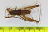 CollectionObject 1565388; 8232bc66-2908-4b0f-8c42-fd25ecb76e17: male, dorsal view (holotype). (CollectionObject).