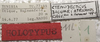CollectionObject 1505810; 12c59d8f-b1e9-4b15-ad7a-99843b47b72f: labels (holotype). (CollectionObject).