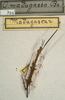 CollectionObject 1557091; NMW 394, 3375e64a-7c13-40fa-aea4-757c9f7aa7e3: copyright NMW, Vienna. female (holotype). (CollectionObject).