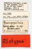 CollectionObject 1578320; 84e17f94-7f0a-45f4-a28d-59ba00798090: labels (allotype of Gampsocleis kaszabi Bazyluk, 1972). (CollectionObject).