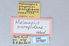 CollectionObject 2765677; 717ca1ba-3427-4f34-89fb-dc1857fc7100, CNCI 311927: Melanoplus payettei picropidzae. (CollectionObject).
