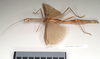 CollectionObject 1557160; NHMUK(SF IMPORT DUPLICATE) 844727, 344c458a-a35b-42a3-8085-5ec5de9d102f: copyright Natural History Museum, London. female, lateral view (holotype). (CollectionObject).
