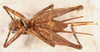 CollectionObject 1523747; f1a8ae68-265e-4836-8ba2-0db312d09a32: male, ventral view (holotype). (CollectionObject).