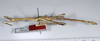 CollectionObject 1556971; ANSP(SF IMPORT DUPLICATE) 5631, 98b2dcfe-9fcd-4a52-9ae2-6fba5d4001e7: copyright ANSP. male, lateral view (holotype). (CollectionObject).
