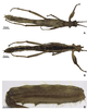 CollectionObject 1589257; af5bcb7a-c62b-4e09-8a09-08aefd2c1085: copyright UFRPE. male (holotype). (CollectionObject).