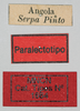 CollectionObject 1578630; 154c837b-7602-497a-bc93-90e361b8d31e: male, labels (paralectotype of Maura rugulosa brevipennis). (CollectionObject).