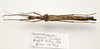 CollectionObject 1595885; d17528c0-bb69-4720-8231-f15eff25fe2a: copyright UKM, Bangi. female, dorsal view (paratype). (CollectionObject).
