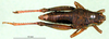 CollectionObject 1565162; 228b7edc-108a-42c2-8b2c-8ff64baa0b7f: female,dorsal view (paratype). (CollectionObject).