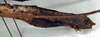 CollectionObject 1557620; ab8f49c2-ae89-4b5b-bc98-653abd58d239: copyright NMW. female: end of abdomen, lateral view (paralectotype). (CollectionObject).;CollectionObject 1557621; 71b09234-d3c1-4e6c-b26c-0102f907dda4: copyright NMW. female: end of abdomen, lateral view (paralectotype). (CollectionObject).;CollectionObject 1557622; 7c14e86d-9f54-4bc4-ad5f-55ce34a4dd6f: copyright NMW. female: end of abdomen, lateral view (paralectotype). (CollectionObject).