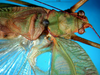 CollectionObject 1500559; d7f362d1-7eb5-4cb8-bbca-6e7b8427b0ec, DORSA BTgrasatS01: male head and pronotum dorsal view (syntype). (CollectionObject).