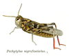 Oedaleus nigrofasciatus (De Geer, 1773): Pl. 6. female, lateral view. (Otu).