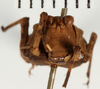 CollectionObject 1529907; 175a964a-e42d-4db2-8d38-37ede83e8d9d: female, frontl view (holotype). (CollectionObject).