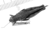 CollectionObject 1567233; f45111fc-b4e7-4843-a739-ba6cdf6238e0: female, dorsal view (allotype). (CollectionObject).