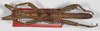 Theramenes exiguus Hennemann & Conle, 2003: copyright F. Hennemann. male (paratype). (Otu).