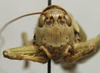 CollectionObject 1535136; b141e4c8-66fe-4a7e-bd82-0067d2df359b: femal, fronal view (holotype). (CollectionObject).