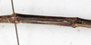 CollectionObject 1591711; NMW 74''', 1c314021-b4ad-42f9-b9a6-2f3e3535509e: copyright NMW. male: mid-body, dorsal view (lectotype). (CollectionObject).