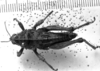 CollectionObject 1506513; 523bc631-6063-4284-923d-08192879f6d4: Image Carbonell, C.S. male, dorsal view (syntype). (CollectionObject).