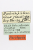 CollectionObject 1591614; c5c0ef51-b84f-43dc-afbd-8fa240ae6d19: male, labels (paratype). (CollectionObject).