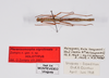 CollectionObject 1561530; 74a7b596-def1-4fe2-a8ae-0629914dd868: copyright ZMHB, Berlin. male, dorsal view (holotype). (CollectionObject).