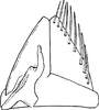 Subgenital plate: Subgenital plate. (Observation).