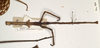 CollectionObject 1558768; 7623db4d-1b11-4835-bb72-88fd2ac14670: copyright UMO. Phasma (Diura) osiris female juv. (holotype). (CollectionObject).