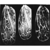 Forewing: !! display not done !! on Jassargus (Jassargus) distinguendus (Flor, 1861): Forewing. (Observation).