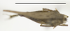 CollectionObject 1535382; 65d54b84-d666-4394-8bac-7811dfe79f9f, MNCNCat. Tipos No 52: male, dorsal view (lectotype). (CollectionObject).