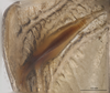CollectionObject 1578147; c97c2ea3-e639-40e7-ab73-e4020d0859b8: male, left stridulatory file. (CollectionObject).