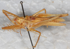 CollectionObject 1532390; NMW 25821, d93704f0-4f1b-473c-95b2-75fb89461e23: male, dorso-lateral view (neoallotype). (CollectionObject).