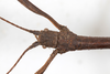 CollectionObject 1560414; fd053052-1efb-4970-be40-8e878404e646: copyright MHNG Geneva. male head, dorsal view (holotype). (CollectionObject).