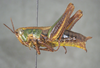 CollectionObject 2008362; 7f2a0e57-ba72-471d-b0c1-2d77eb39a6d3: green female, lateral view. (CollectionObject).