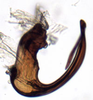 Aedeagus, lateral view: Euscelis seriphidii, aedeagus, laterally (INHS). (Observation).
