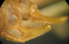 Kuwayamaea sapporensis Matsumura & Shiraki, 1908: male abdominal apex, lateral view. (Otu).