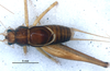 CollectionObject 1582268; 60993107-1285-4897-a87d-f6e10c098e78: male, dorsal view (paratype). (CollectionObject).