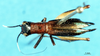 CollectionObject 1502125; 9b507810-3dcb-4450-baec-0c8deec3e700: female, dorsal view. (CollectionObject).