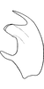 Aedeagus, lateral view on Amimenus mojiensis (Matsumura, 1914): Aedeagus, lateral view. (Observation).
