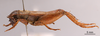 CollectionObject 2804202; 382048cb-0ed9-436f-a98c-d62dbed241eb, FCE- GY 74, occurrenceID:- GY 74: URUGUAY-Treinta y Tres, Santa Clara de Olimar, 10-I-1960, L.C. de Zolessi y A. Spiritoso. Male, lateral habitus. Facultad de Ciencias - UDELAR (FCE - GY 074). (CollectionObject).
