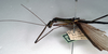 CollectionObject 1561978; NMW 1081, 85d6a7b3-72ca-45d3-a065-98f6e6b3272d: copyright Naturhistorisches Museum Vienna. male: head and thorax, lateral view (syntype). (CollectionObject).