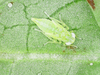 FieldOccurrence 4861; cbd9ac2b-8958-4333-bfae-aaabae86634f; Taiwan: Taiwan: Kaohsiung
Kaohsiung, TW-KH, TW, 2023/12/13
余世文: (FieldOccurrence).