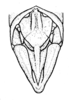 Conometopus sulcaticollis (Blanchard, 1851): Fig. 16B. male abdomen tip, dorsal view. (Otu).